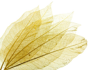 feuilles décoration