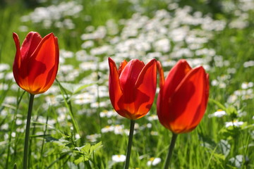 Obraz premium Garden