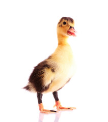 one little  duckling isolated on white