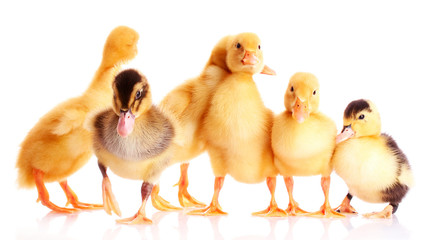 several ducklings isolated on white