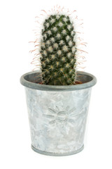 Single cactus in a silver pot over white