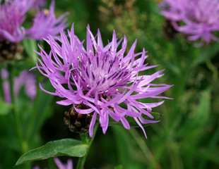 Wiesen-Flockenblume