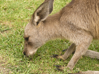 kangaroo head