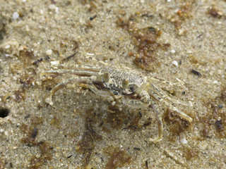 ghost crab