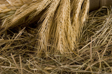 Closeup of golden wheat ears on hay