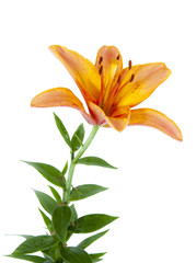 Obraz premium lily