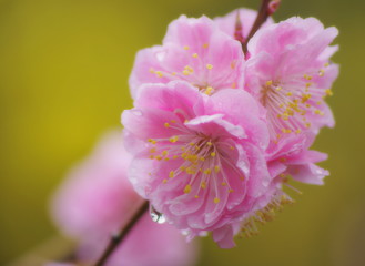雨に濡れる梅の花