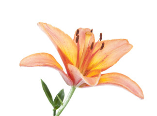Fototapeta premium lily