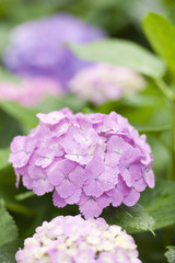 雨上がりのアジサイの花