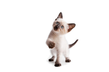 Funny playful siamese kitten on white background - 33292290