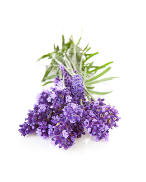 Bunch of picked lavender over white background