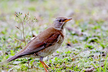 pale thrush a bird stand on grass looking for food