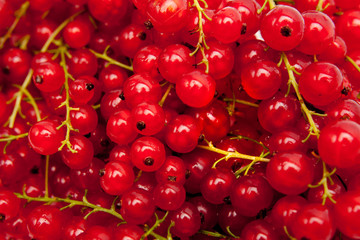 berries of a red currant