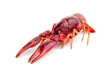 whole red lobster isolated on white background