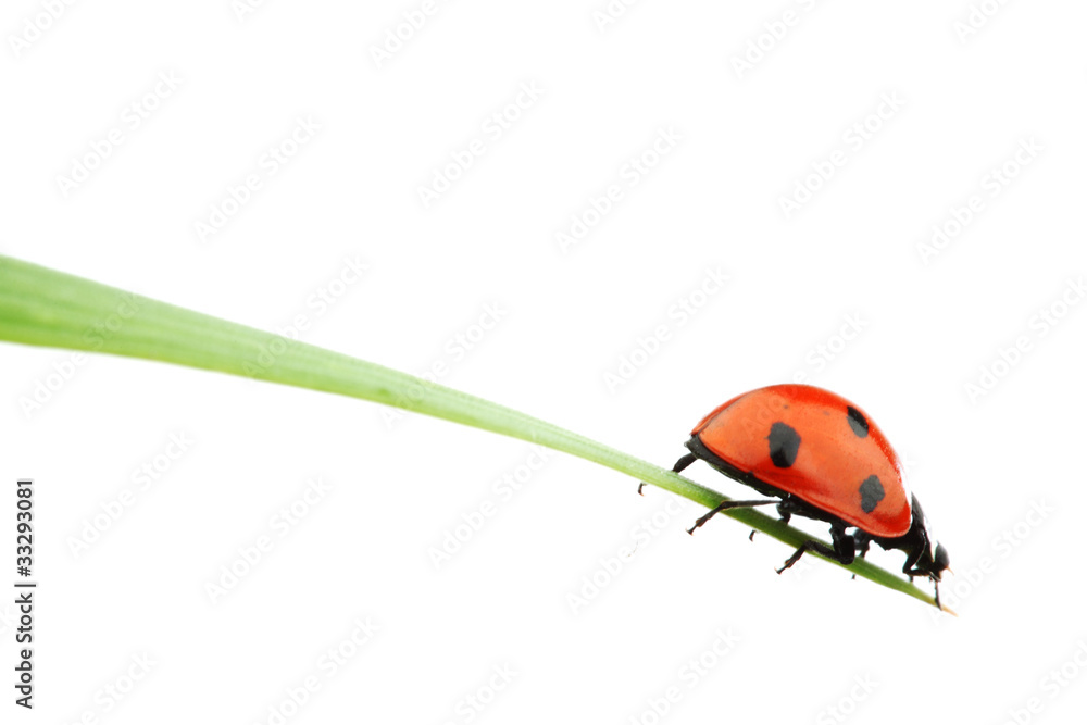 Sticker ladybug on grass