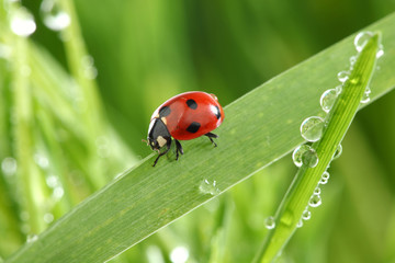 ladybug on grass