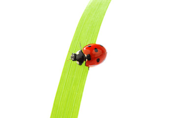 ladybug on grass