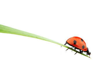 ladybug on grass