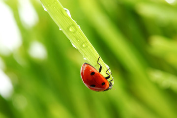 ladybug on grass