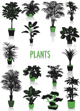 Plants silhouettes