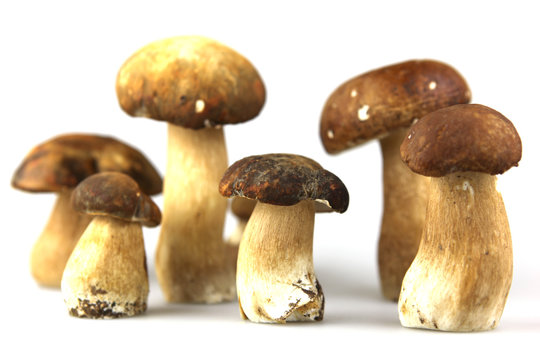 Mushrooms - Porcini, Boletus edulis