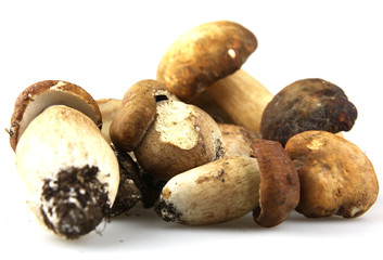 Mushrooms - Porcini, Boletus edulis