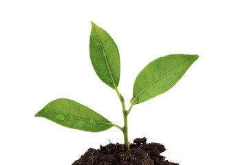 Young tree isolate