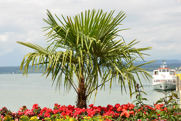 Südseefeeling im Hafen der Blumeninsel Mainau