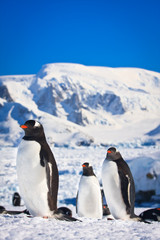 Obraz premium Three penguins
