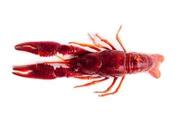 whole red lobster isolated on white background