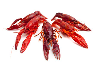 whole red lobster isolated on white background