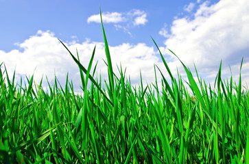 Green grass and cloudy sky