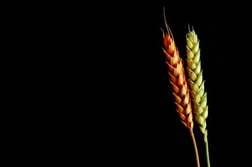 O p&atilde;o nosso...