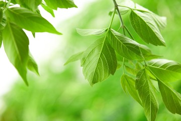 green leaves