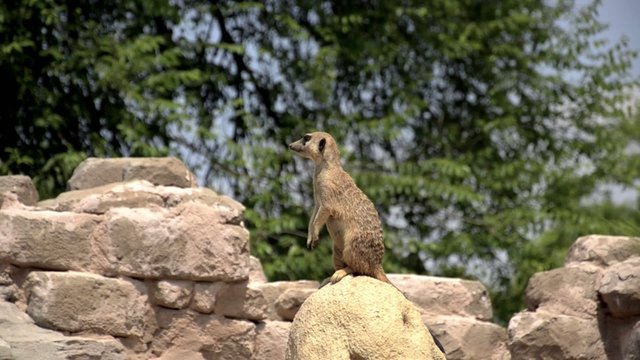 sentinella