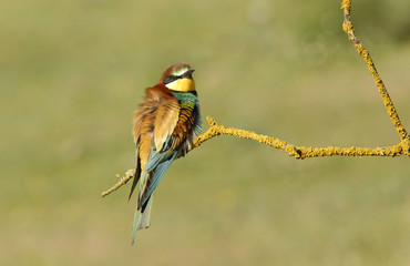 Posado de abejaruco