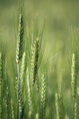 épi de blé vert