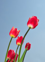 Fototapeta premium Rote Tulpen