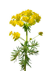 Zypressen-Wolfsmilch (Euphorbia cyparissias)