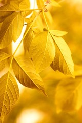 Naklejka na ściany i meble yellow leaves