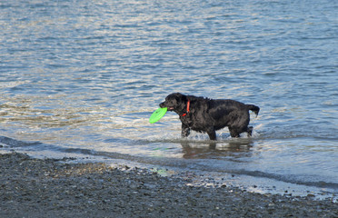 A black dog with a green frisbee in it's mouth, at the beach.