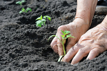 planting a tomatoes seedling