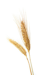 wheat isolated on white