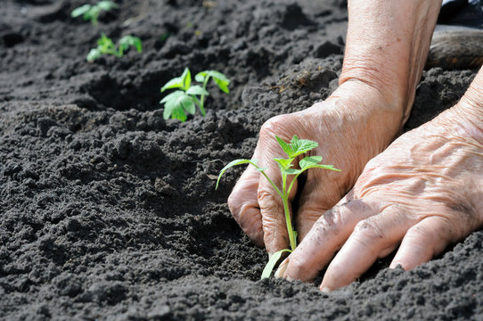 Planting A Tomatoes Seedling