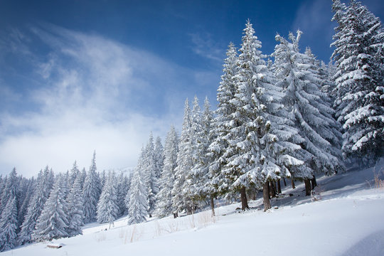 Fototapeta Carpathian winter mountains