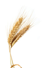 wheat isolated on white