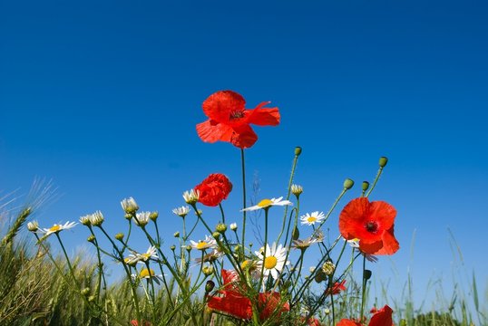 red poppies and white camomiles on a blue sky background