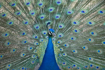 Obraz premium Peacock