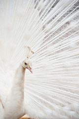 Obraz premium Beautiful spread of a white peacock
