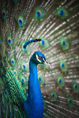 Beautiful spread of a peacock